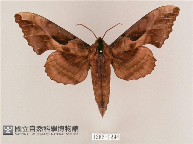 盾天蛾藏品圖，第1張