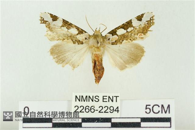 連珠波紋蛾藏品圖，第1張