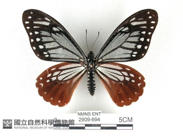 斑鳳蝶藏品圖，第1張