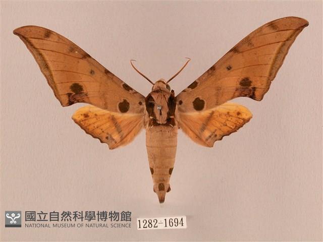 裂斑鷹翅天蛾藏品圖，第1張