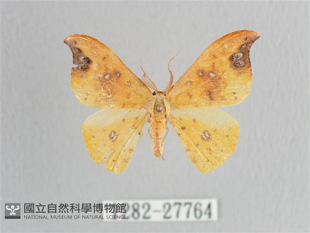 銀斑黃鉤蛾藏品圖，第1張