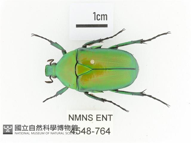 金艷騷金龜藏品圖，第1張