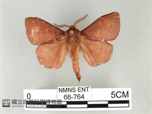 馬尾松枯葉蛾藏品圖，第1張