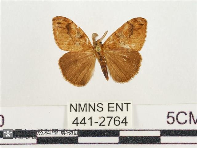 小白紋毒蛾藏品圖，第1張