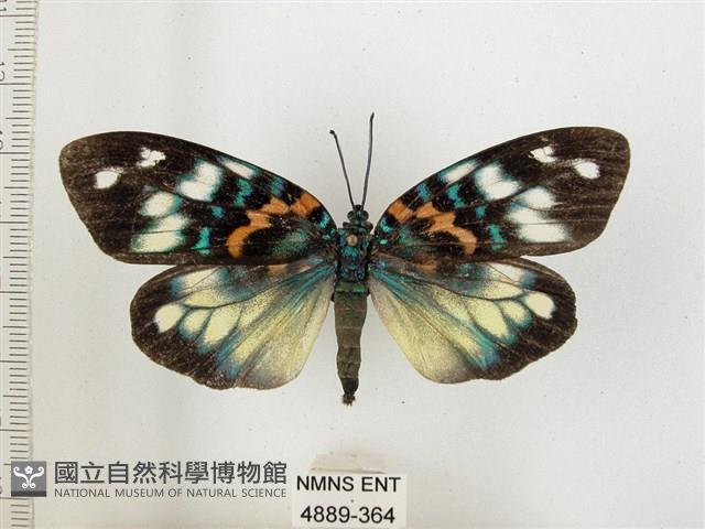 山龍眼螢斑蛾、雙星螢班蛾藏品圖，第1張