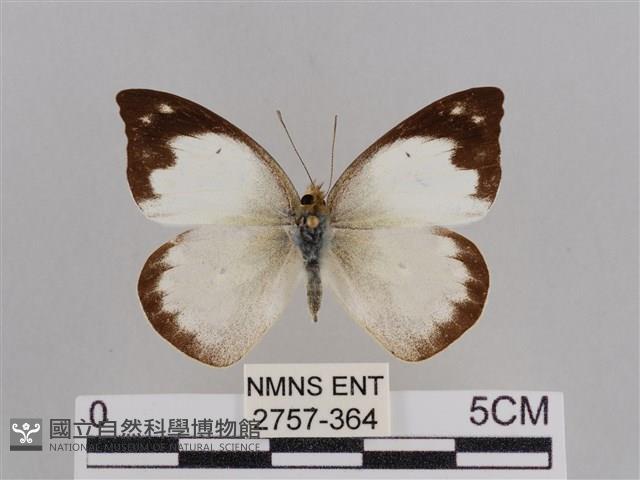 雲紋尖粉蝶藏品圖，第1張