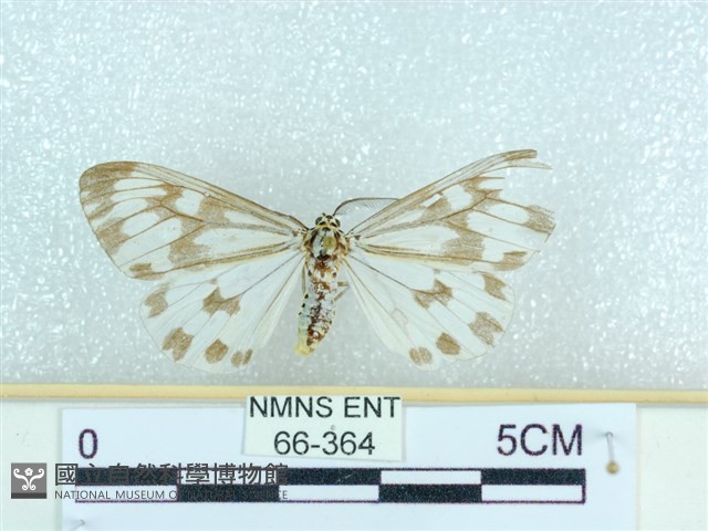 粉蝶燈蛾藏品圖，第1張