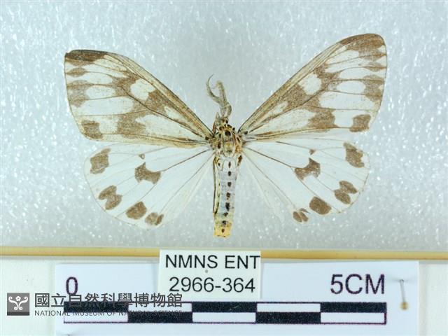 粉蝶燈蛾藏品圖，第1張