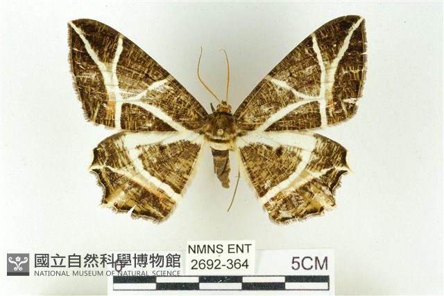 樹形尺蛾藏品圖，第1張