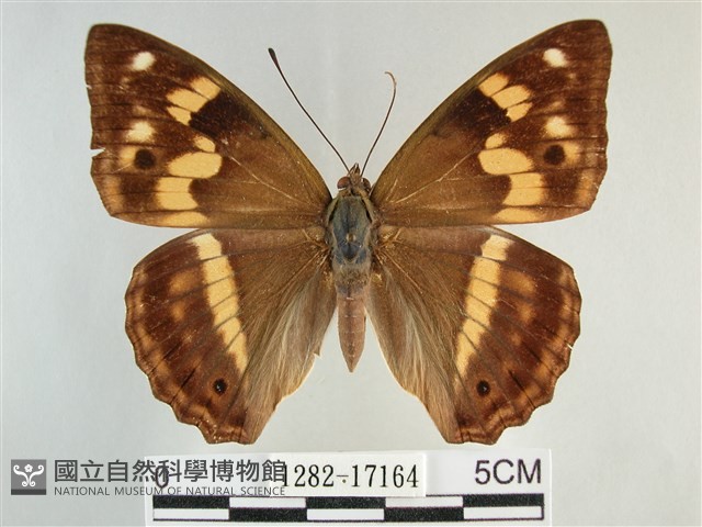 金鎧蛺蝶藏品圖，第1張