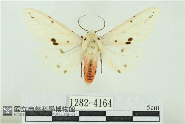 菊池污燈蛾藏品圖，第1張