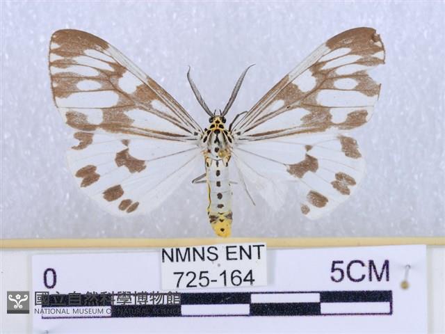 粉蝶燈蛾藏品圖，第1張