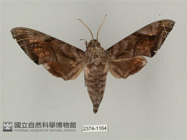 全緣缺角天蛾藏品圖，第1張