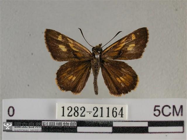 黃星弄蝶藏品圖，第1張