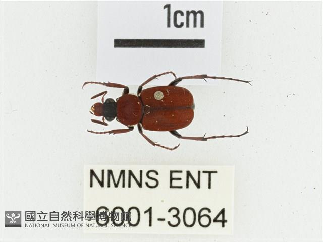 血紅虎斑花金龜藏品圖，第1張