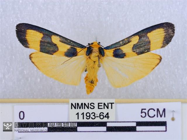 閃光苔蛾藏品圖，第1張