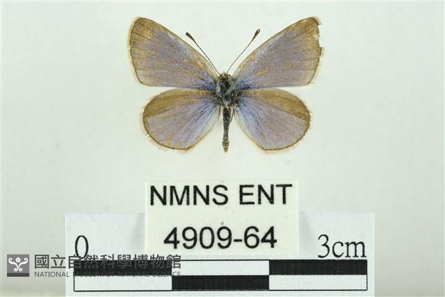 Accession Number:004909-00064 Collection Image, Figure 1, Total 3 Figures