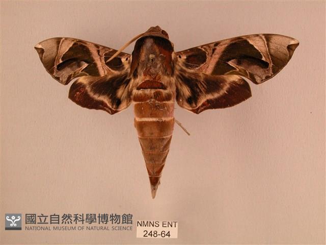 暗綠白腰天蛾藏品圖，第1張