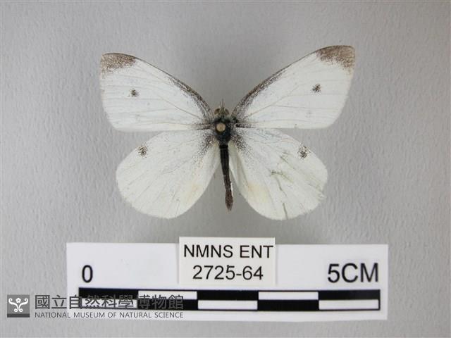 白粉蝶、紋白蝶藏品圖，第1張
