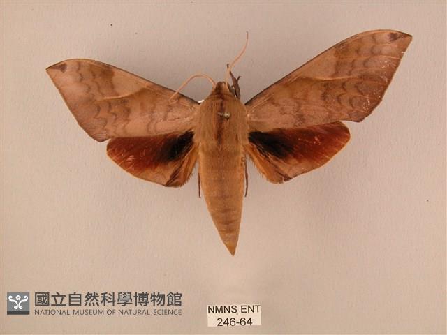 波紋豆天蛾藏品圖，第1張