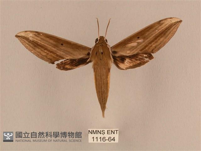 背線天蛾藏品圖，第1張