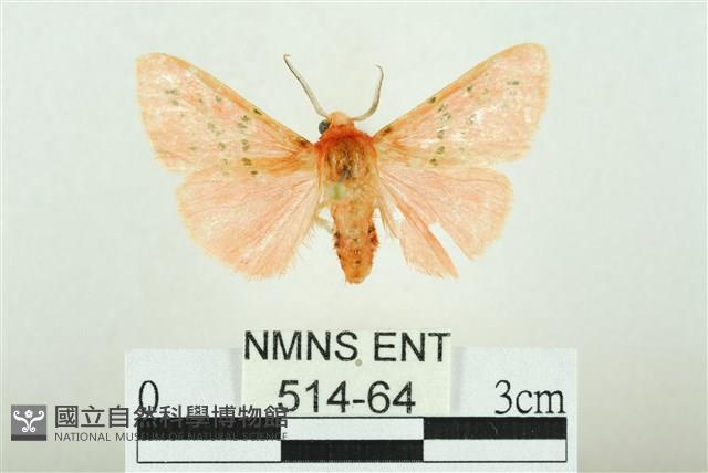三條橙燈蛾藏品圖，第1張