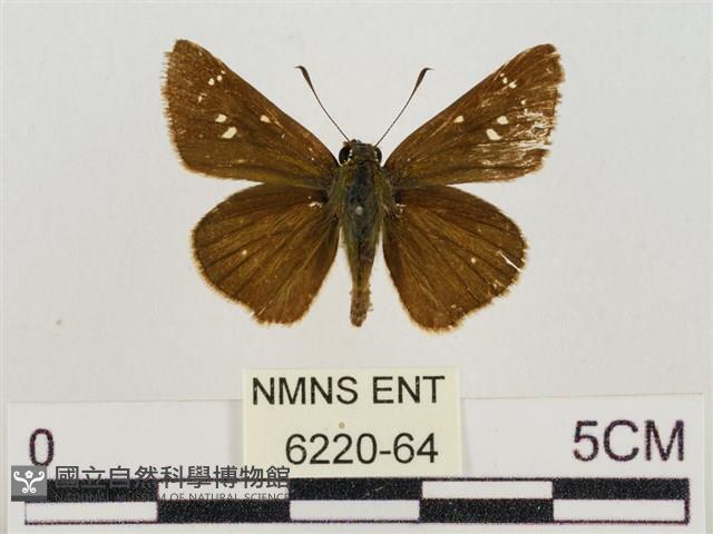 假禾弄蝶藏品圖，第1張