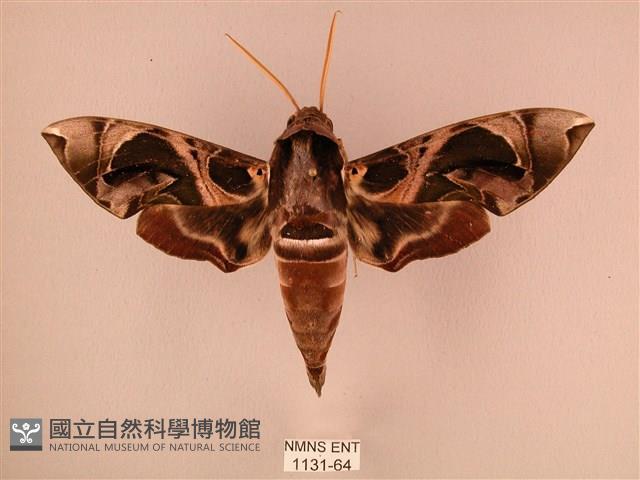 暗綠白腰天蛾藏品圖，第1張