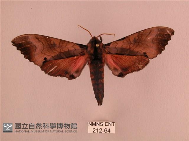 桃紅六點天蛾藏品圖，第1張