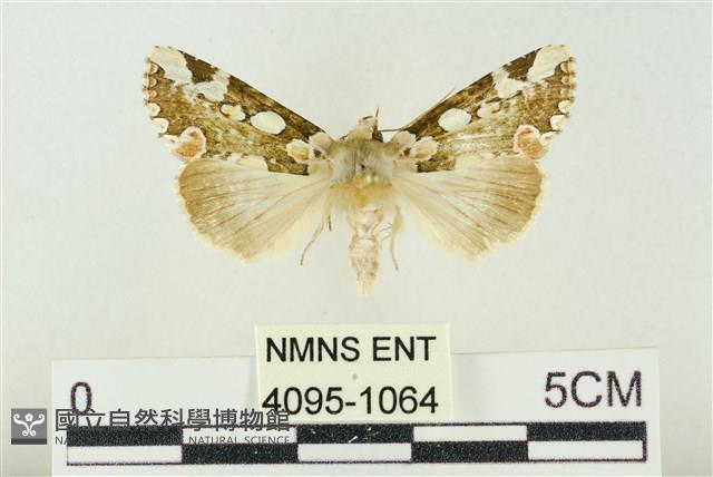 連珠波紋蛾藏品圖，第1張