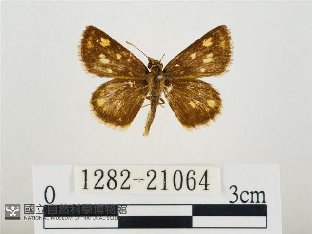 小黃星弄蝶藏品圖，第1張