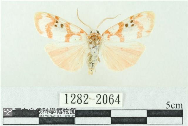 臺雪苔蛾藏品圖，第1張