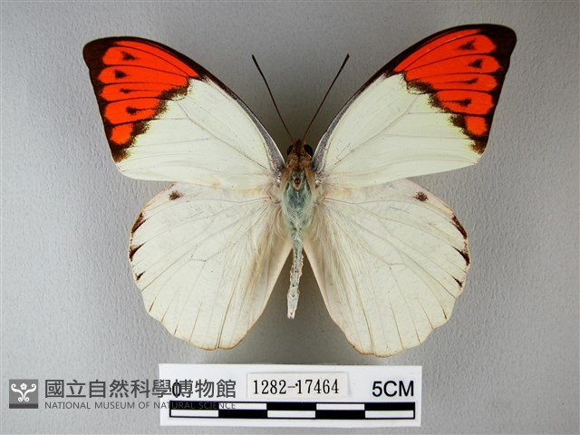 橙端粉蝶、端紅蝶藏品圖，第1張