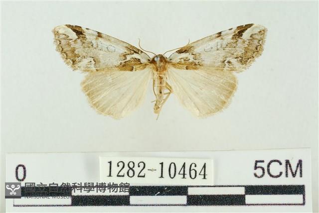 臺美波紋蛾藏品圖，第1張