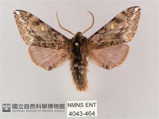 井上氏絨毛天蛾藏品圖，第1張