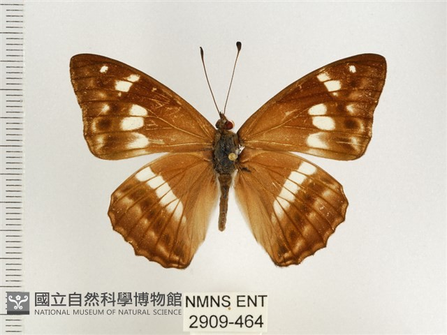 普氏白蛺蝶藏品圖，第1張
