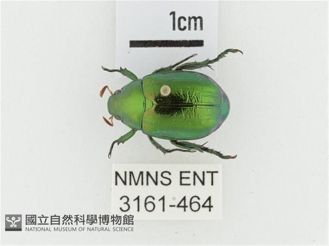 艷金龜藏品圖，第1張