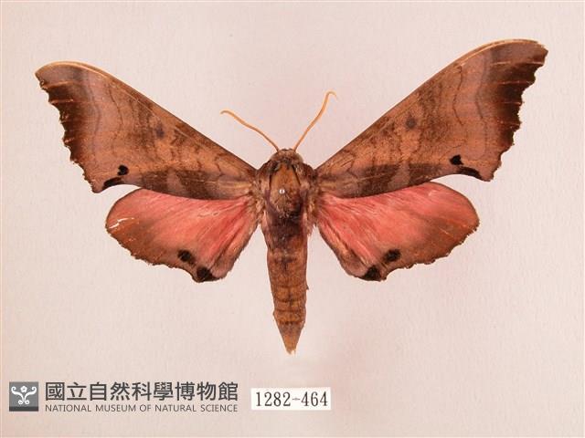 桃紅六點天蛾藏品圖，第1張