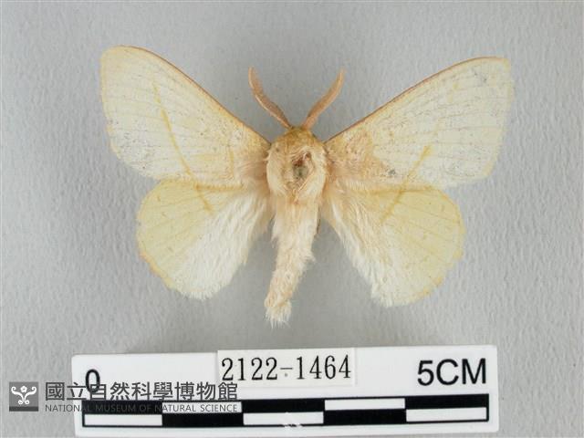 青枯葉蛾藏品圖，第1張