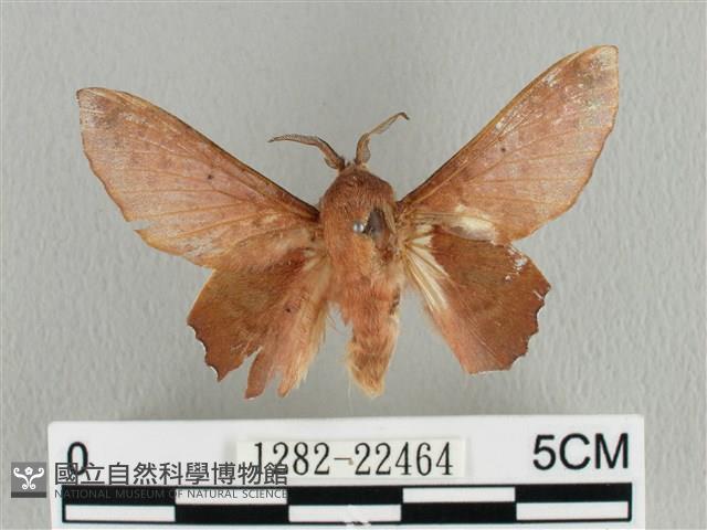 臺灣枯葉蛾藏品圖，第1張