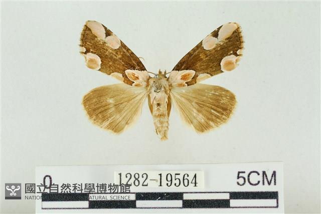 大斑波紋蛾藏品圖，第1張