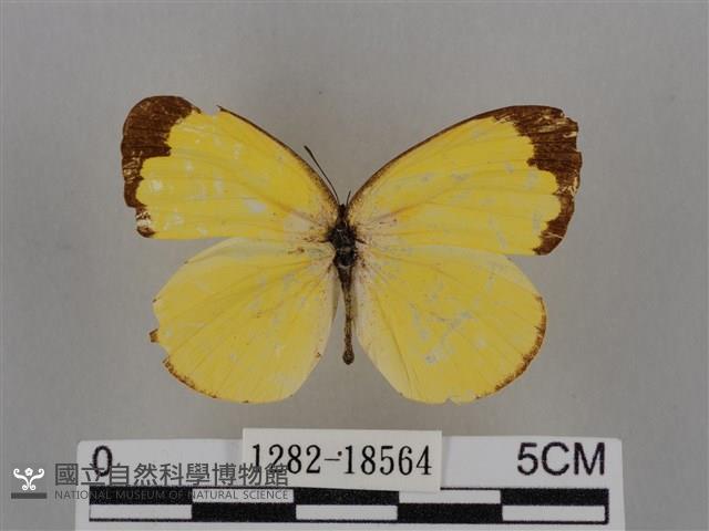 亮色黃蝶藏品圖，第1張