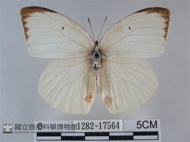 細波遷粉蝶藏品圖，第1張