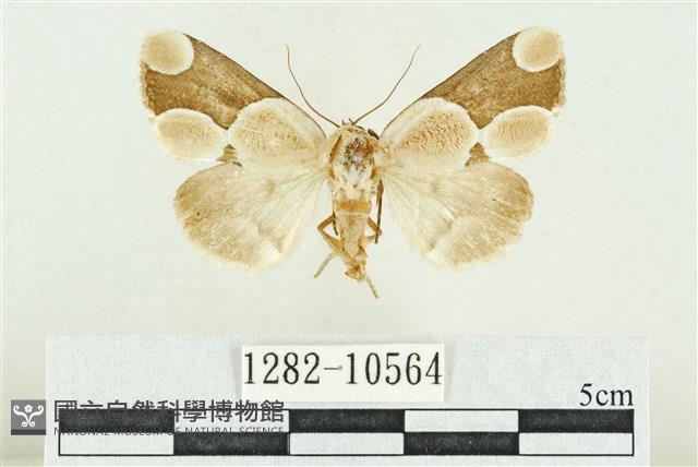 臺灣斑蕊夜蛾藏品圖，第1張