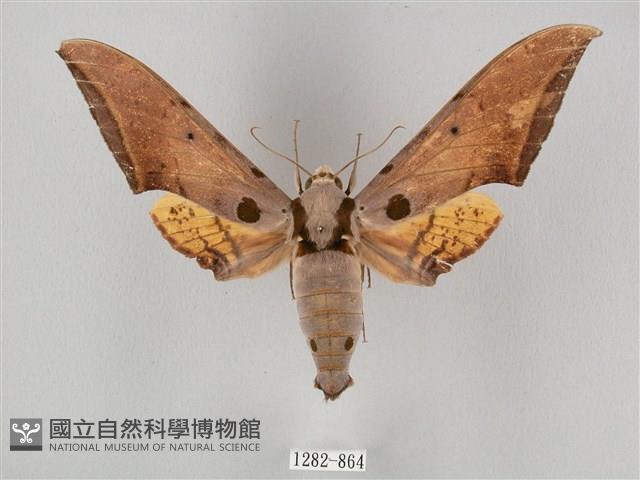 圓斑鷹翅天蛾藏品圖，第1張