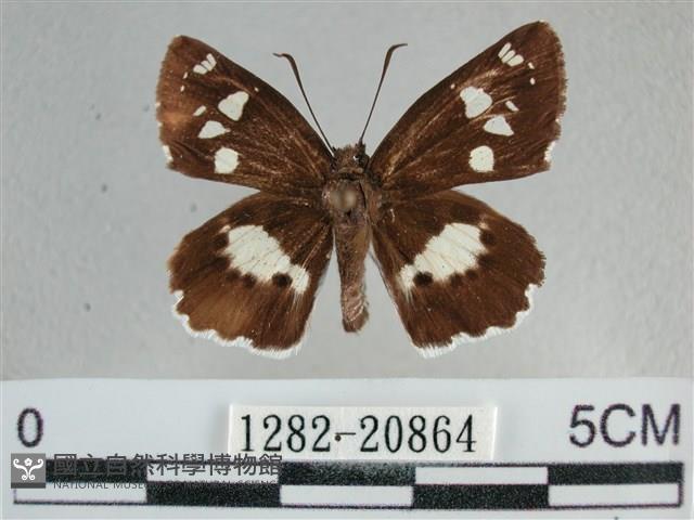 玉帶弄蝶藏品圖，第1張