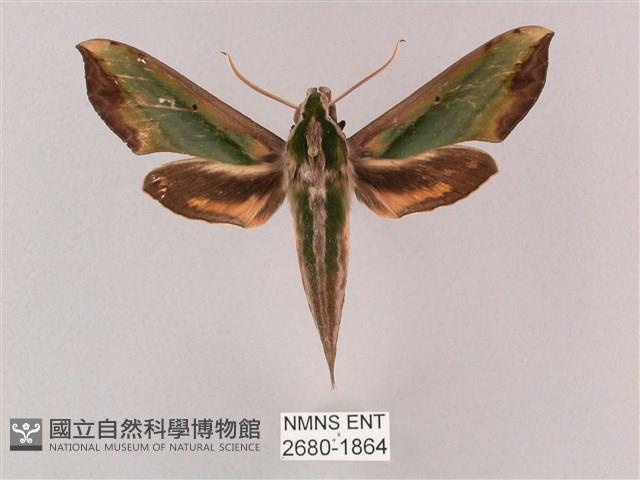 斜綠天蛾藏品圖，第1張