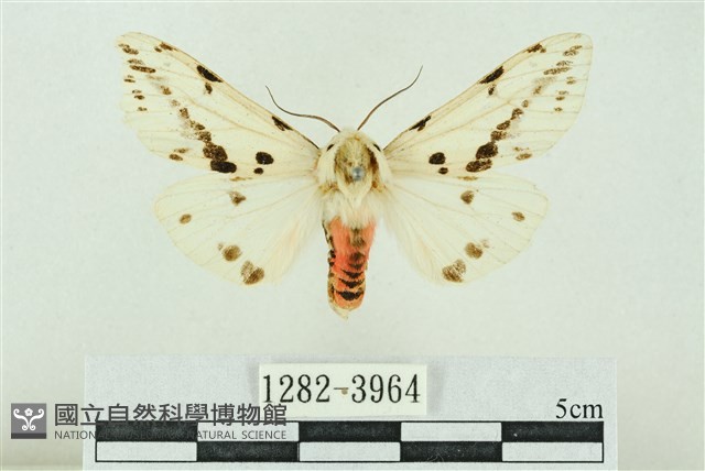 菊池污燈蛾藏品圖，第1張