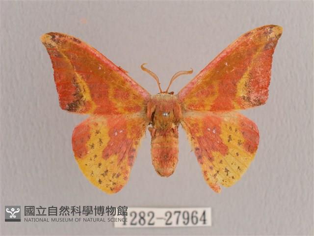 鉛斑帶鉤蛾藏品圖，第1張