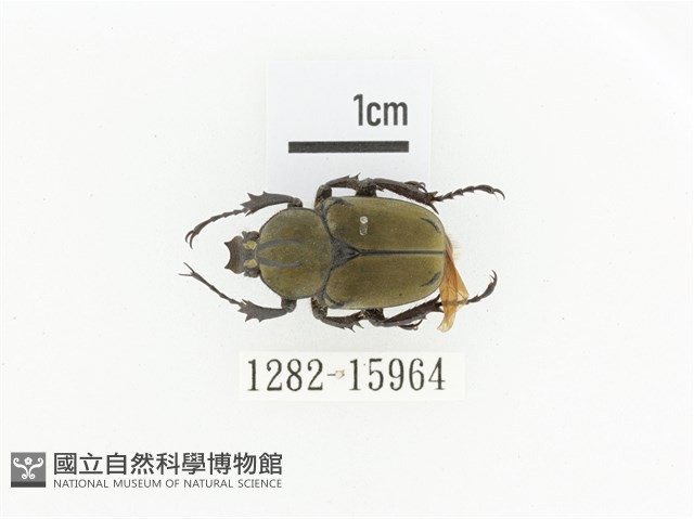 臺灣角金龜藏品圖，第1張